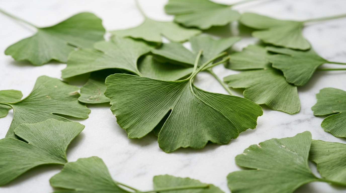 Ginkgo Biloba — folhas
